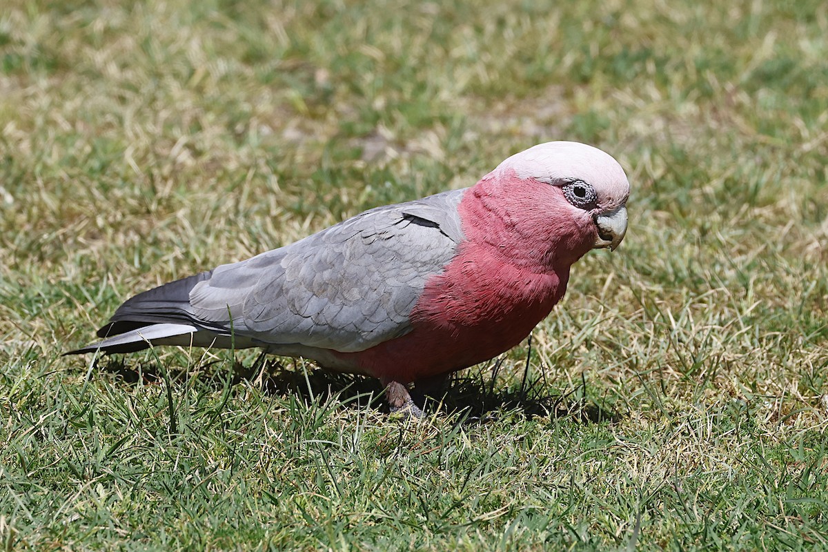 Galah - ML647768023