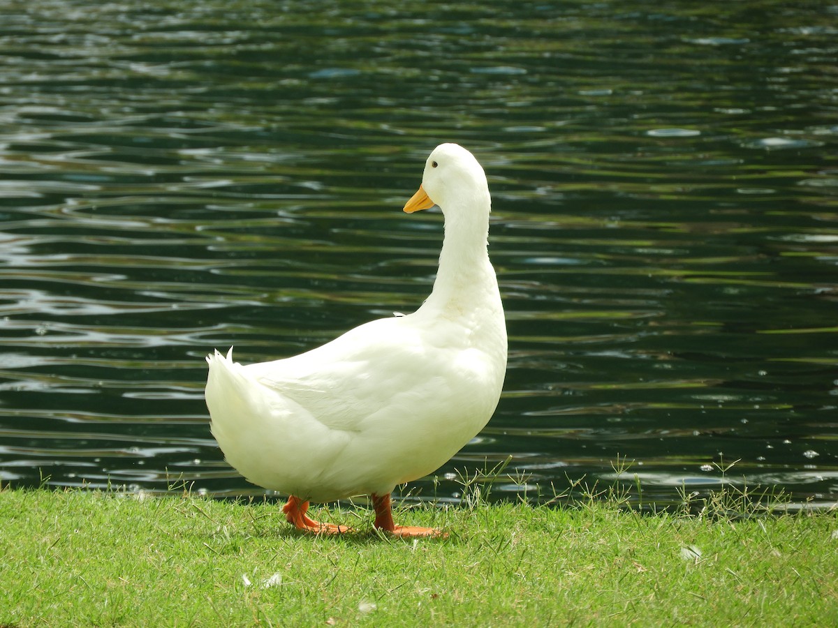 Basahatea (etxekoa) - ML647768024