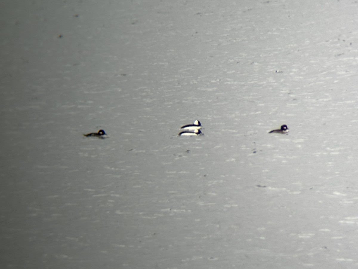 Murgilari buruzuria - ML647768025