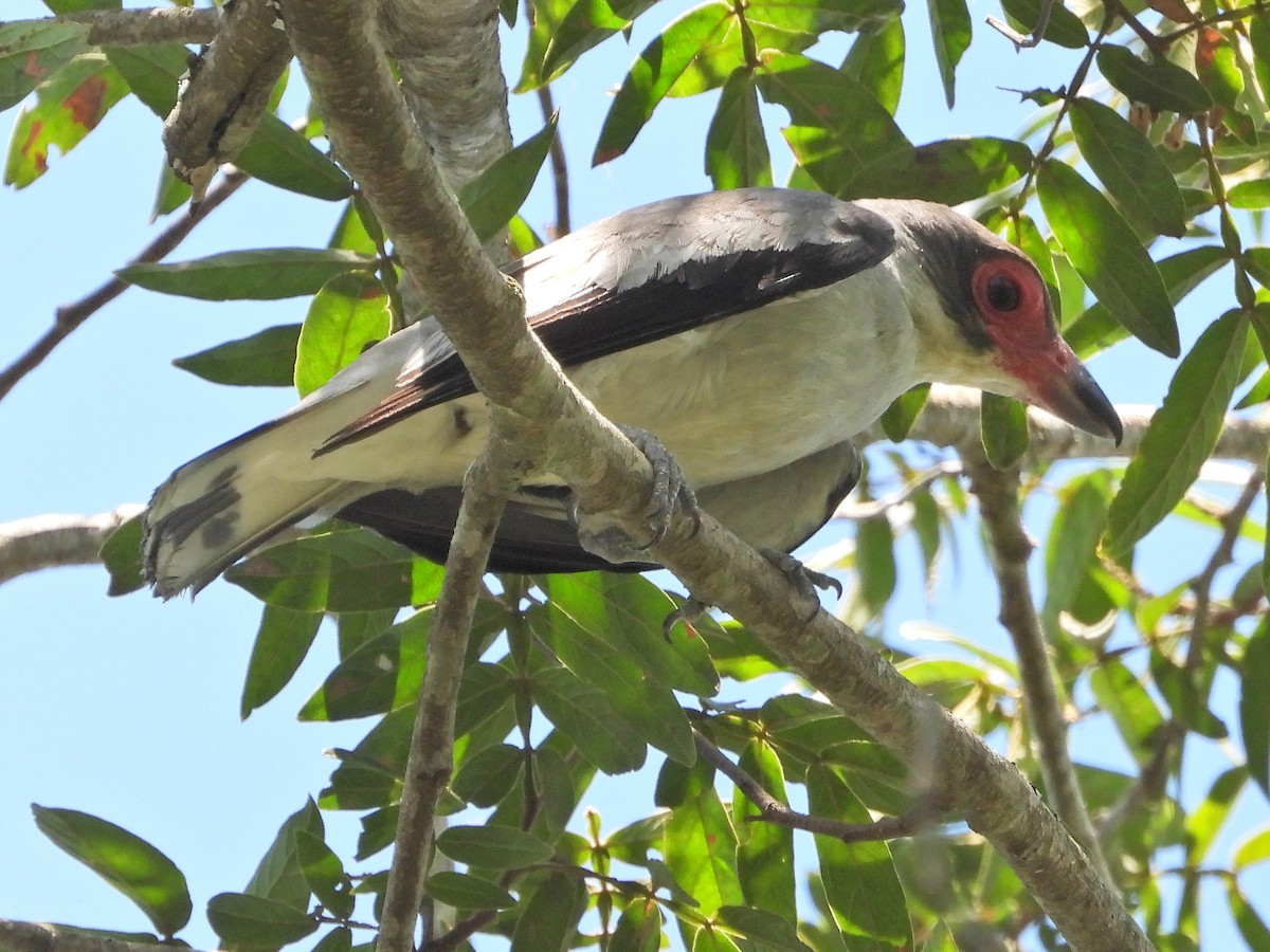 Masked Tityra - ML647768026