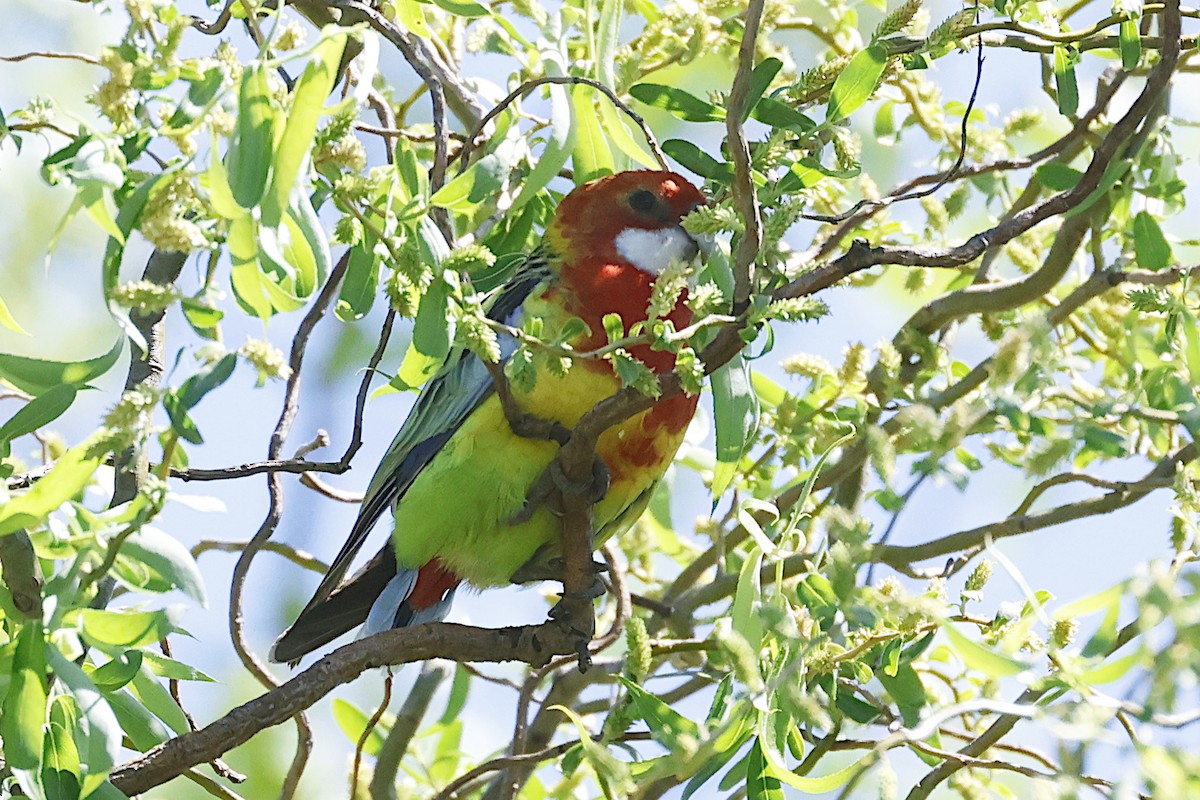 Eastern Rosella - ML647768027