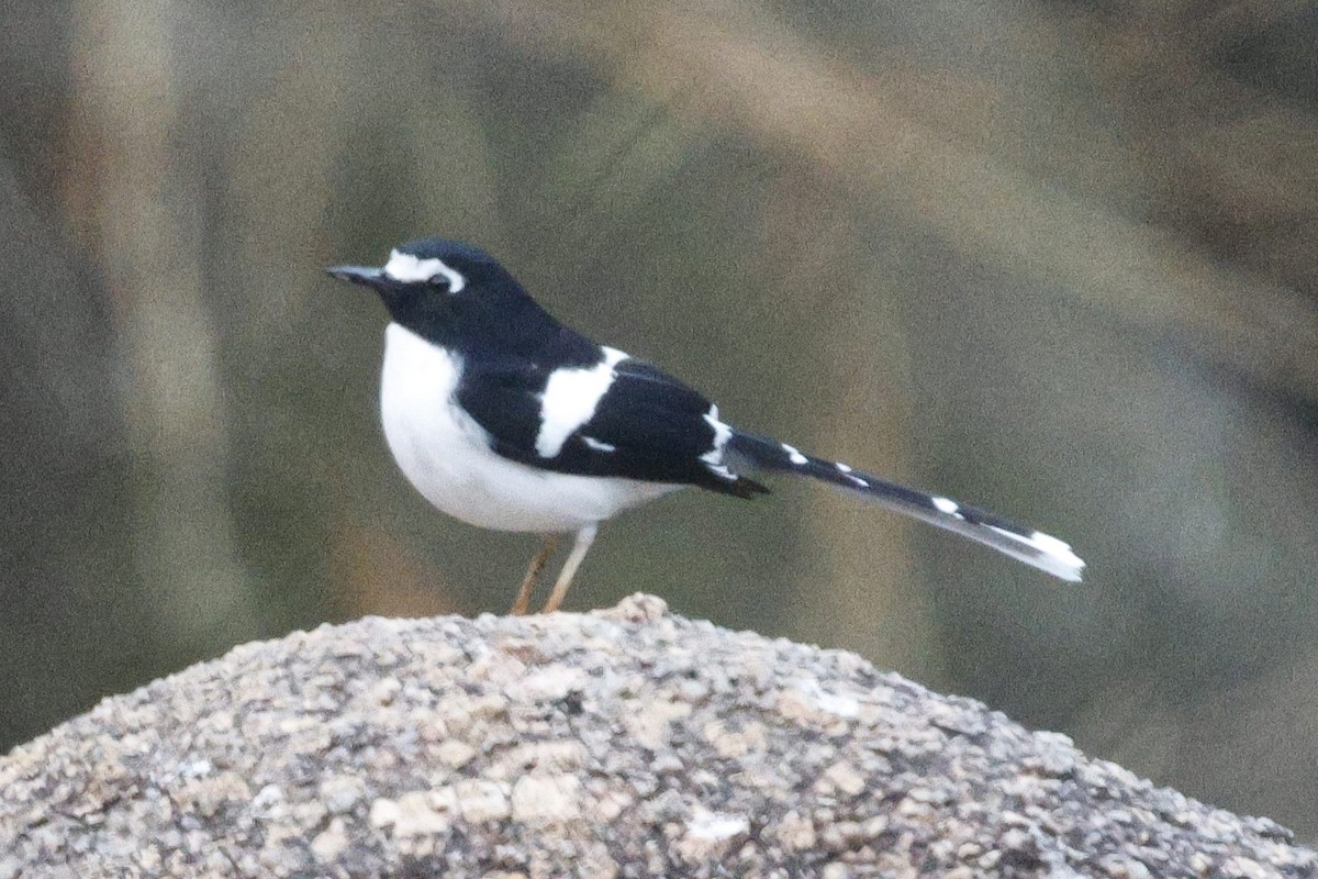 Black-backed Forktail - ML647768028