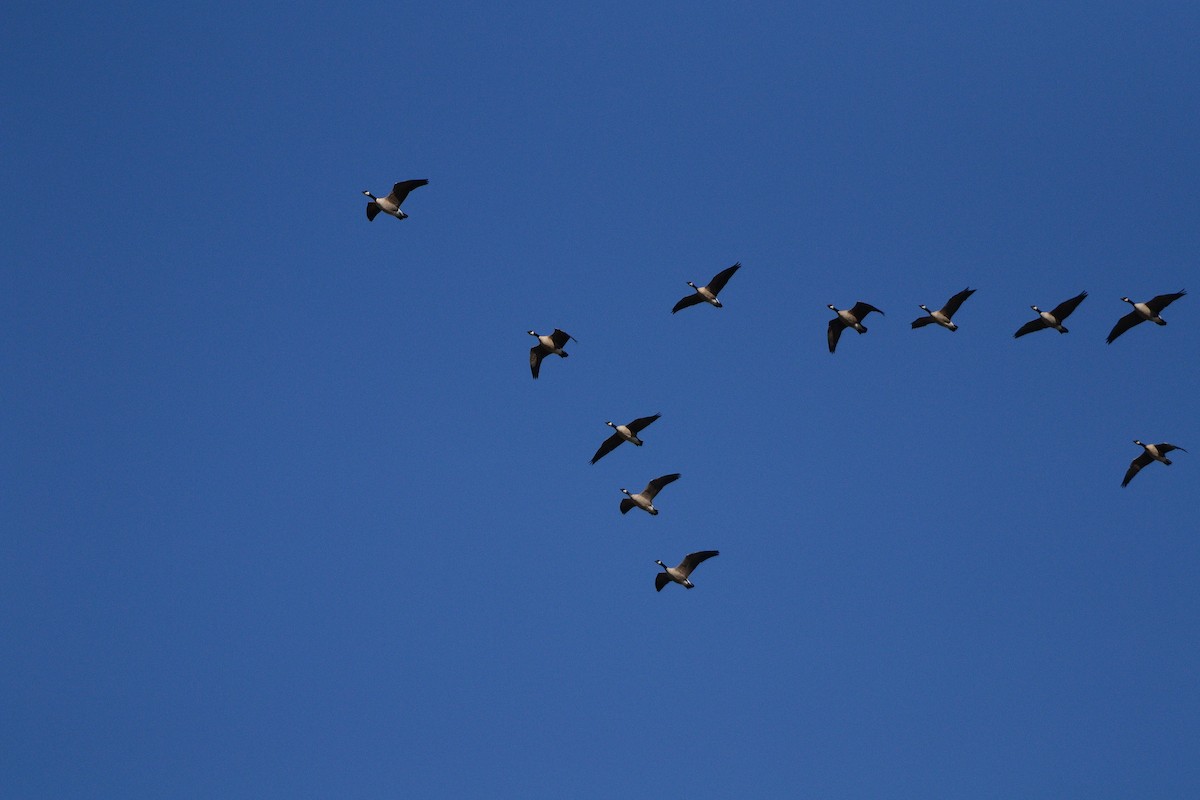 Branta kanadar txikia - ML647768029