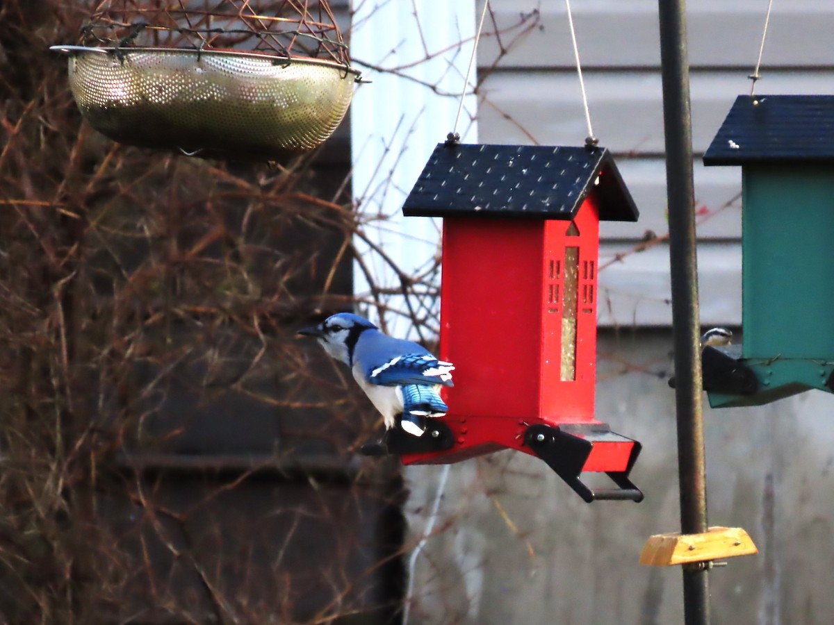 Blue Jay - ML647768030