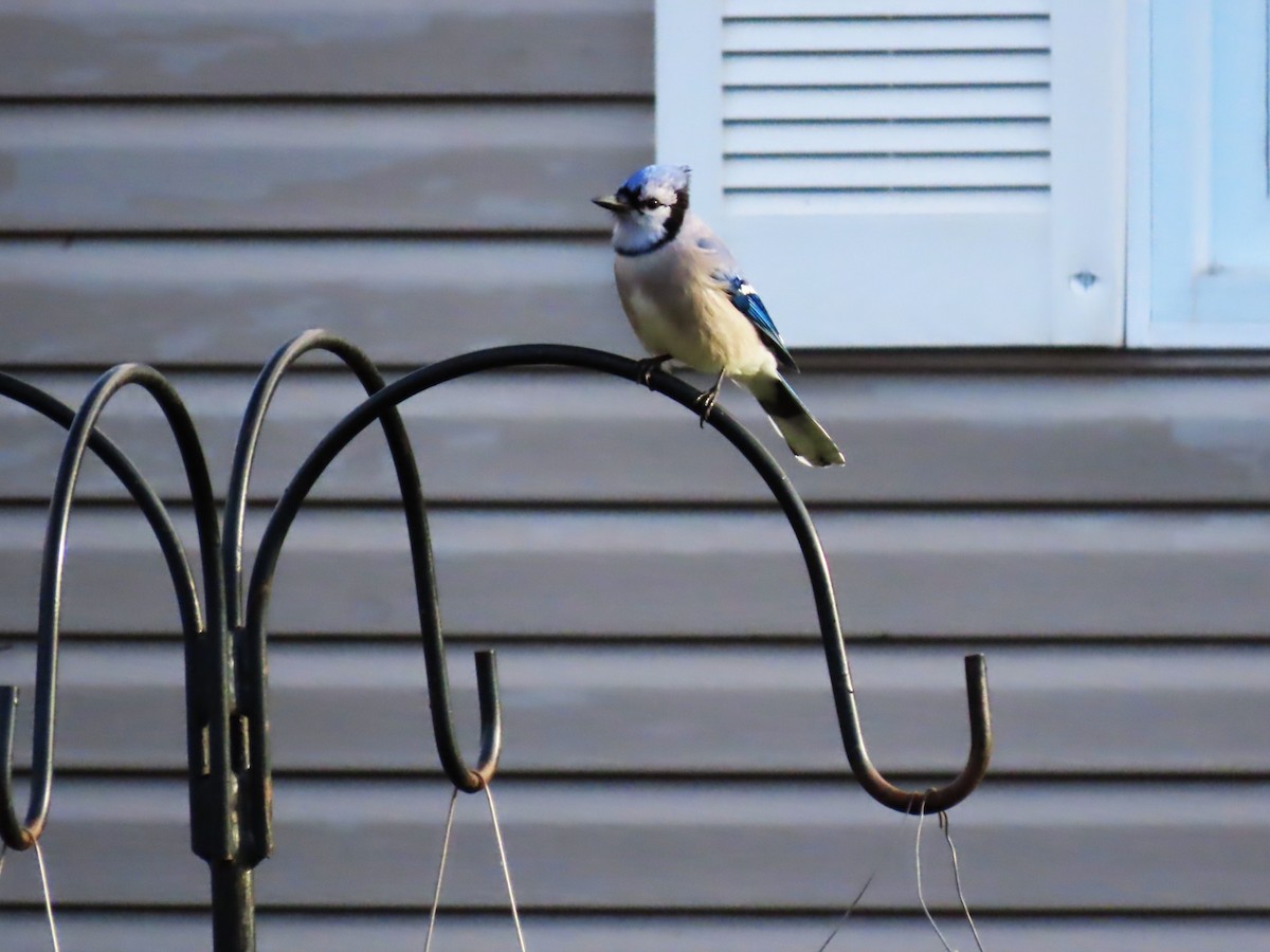 Blue Jay - ML647768031