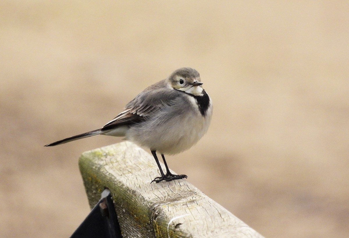 Buztanikara zuria - ML647768032