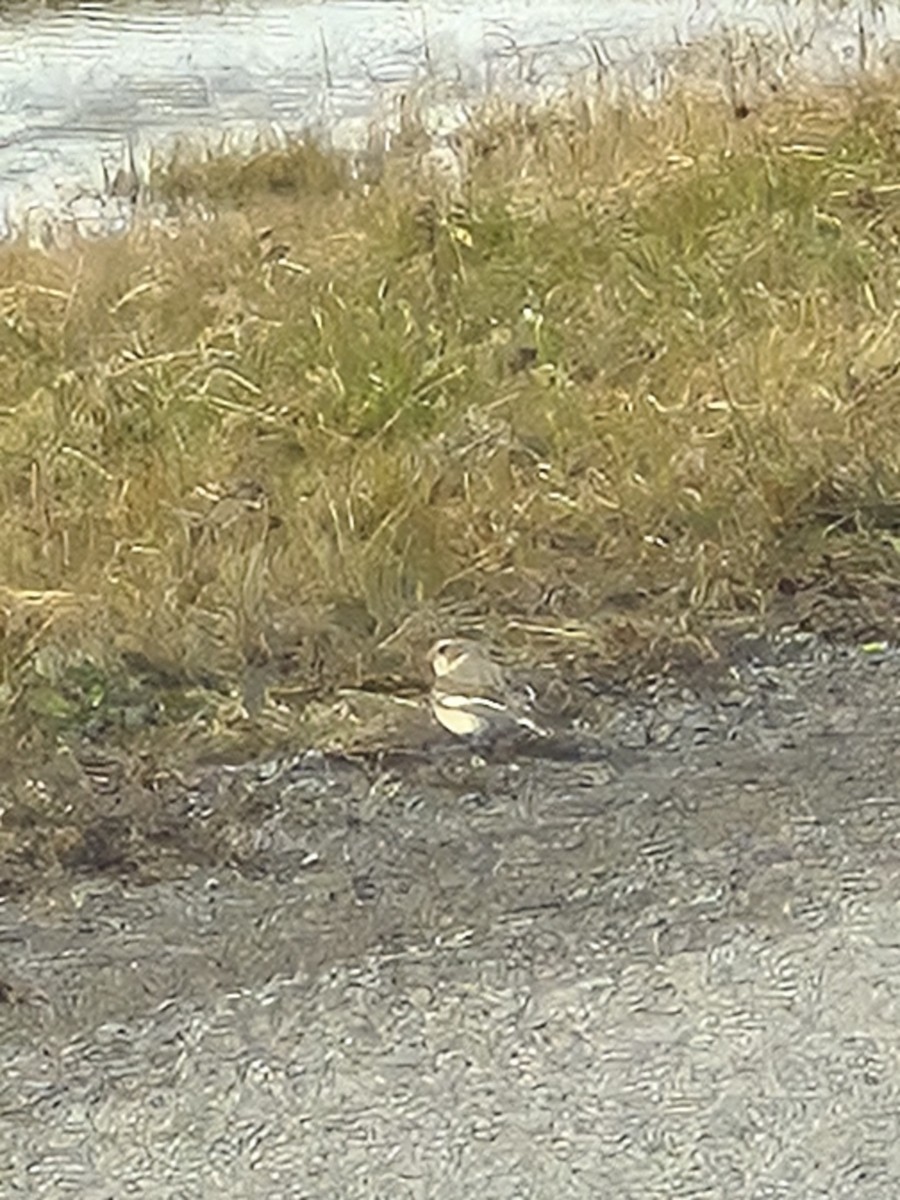 Elur-berdantza - ML647768033