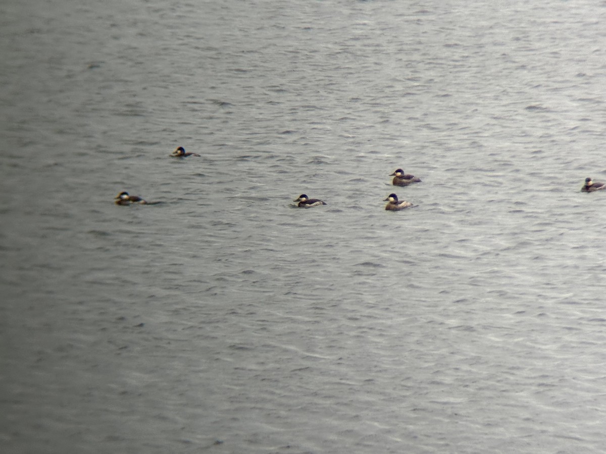 Ahate herdoiltsua - ML647768034