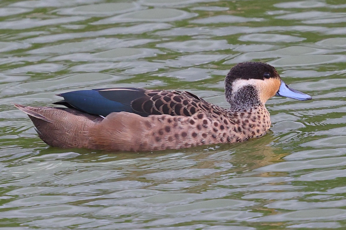 Zertzeta hotentota - ML647768040