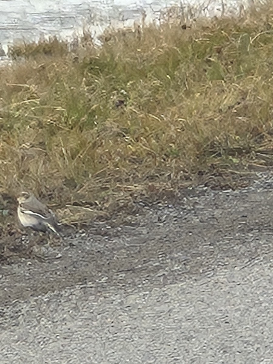 Elur-berdantza - ML647768041