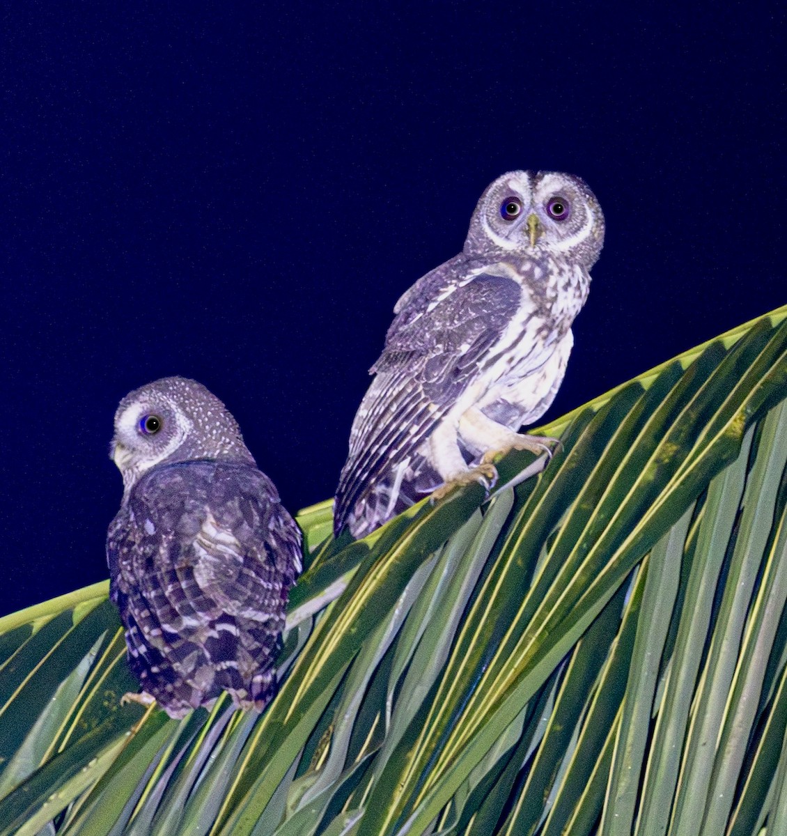 Mottled Owl - ML647768045