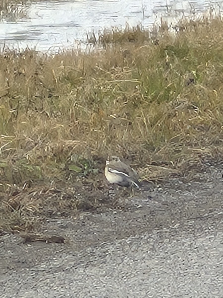 Elur-berdantza - ML647768046