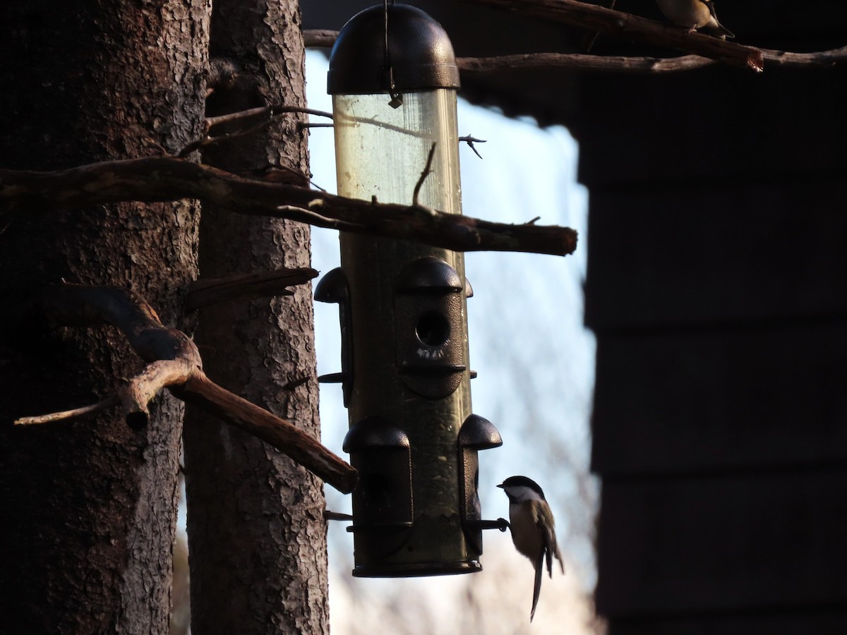 Black-capped Chickadee - ML647768049