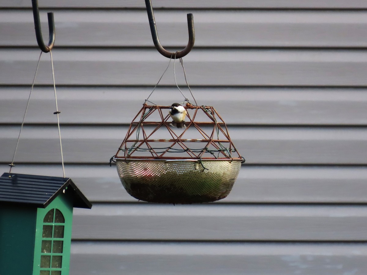 Black-capped Chickadee - ML647768050