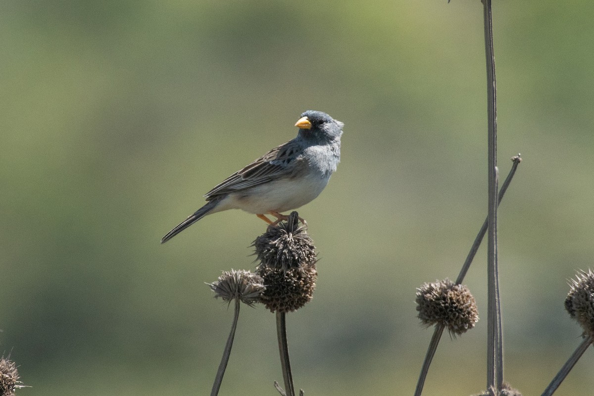 Band-tailed Sierra Finch - ML647768051