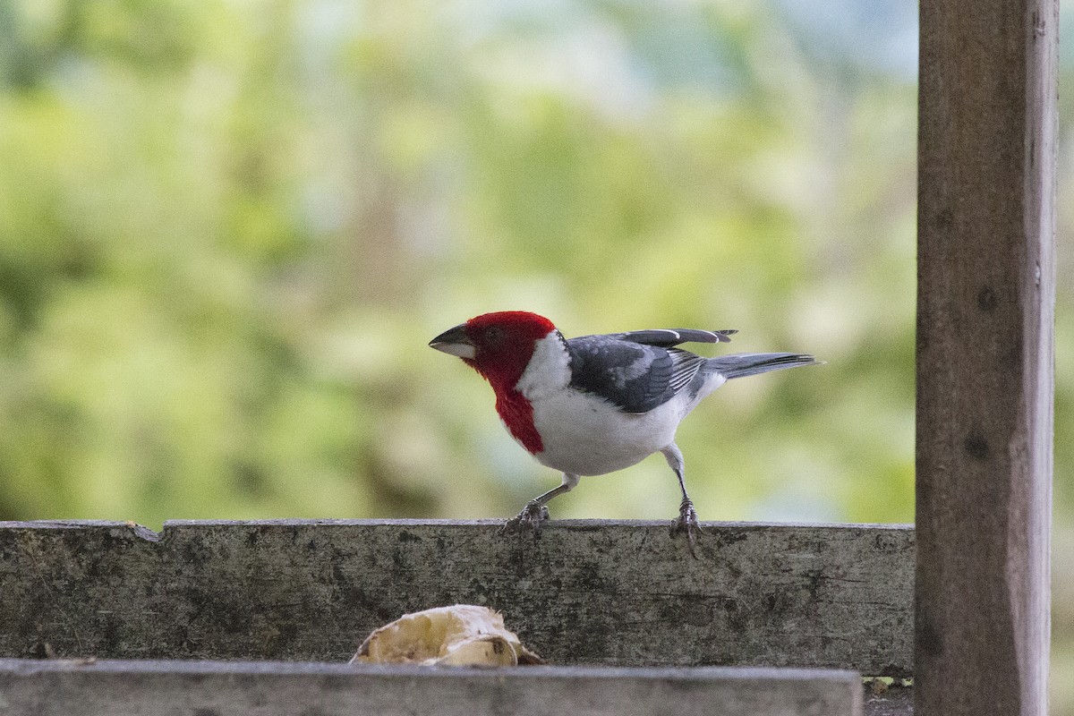 Red-cowled Cardinal - ML647768053