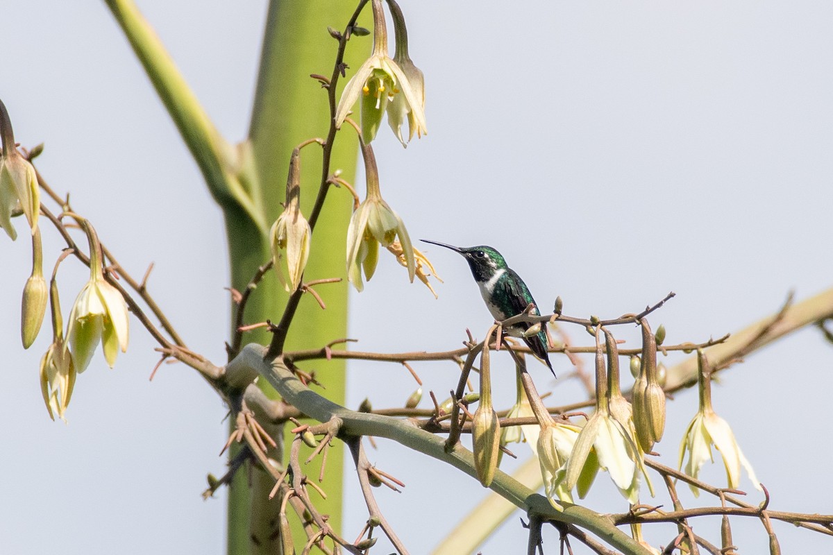 Ak Göbekli Ormanyıldızı - ML647768080
