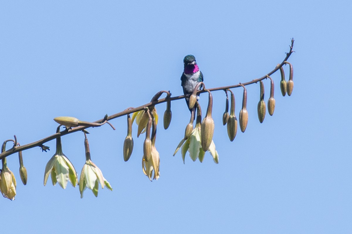 Ak Göbekli Ormanyıldızı - ML647768091
