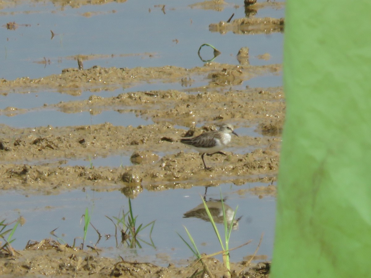 Little Stint - ML647768093