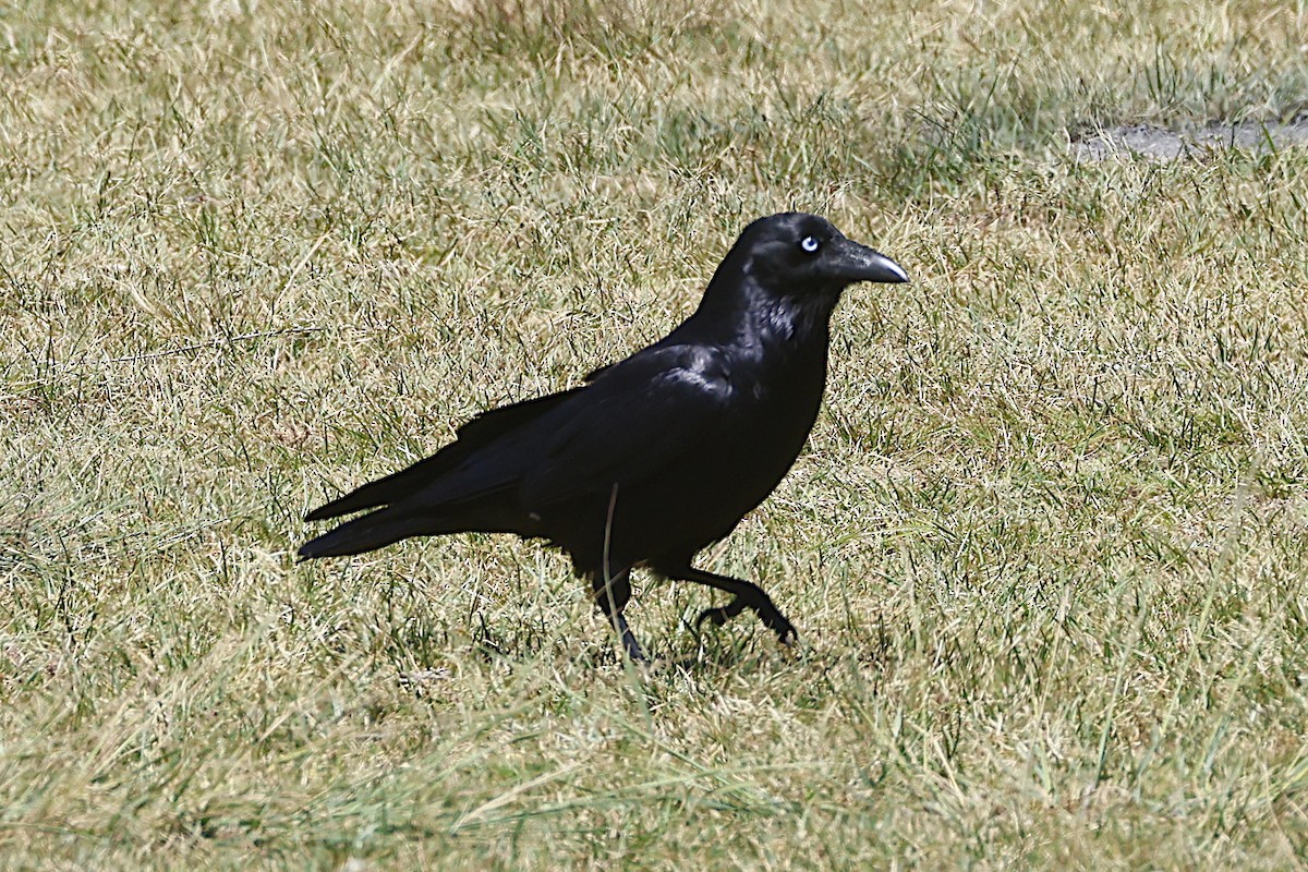Little Raven - ML647768097