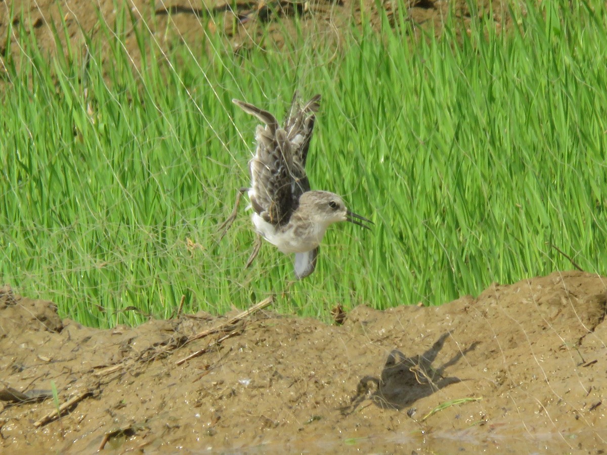 Little Stint - ML647768108