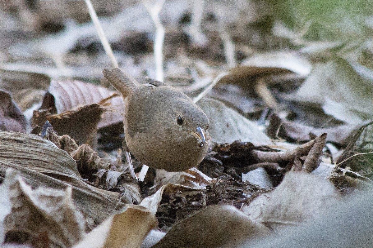 Southern House Wren - ML647768113