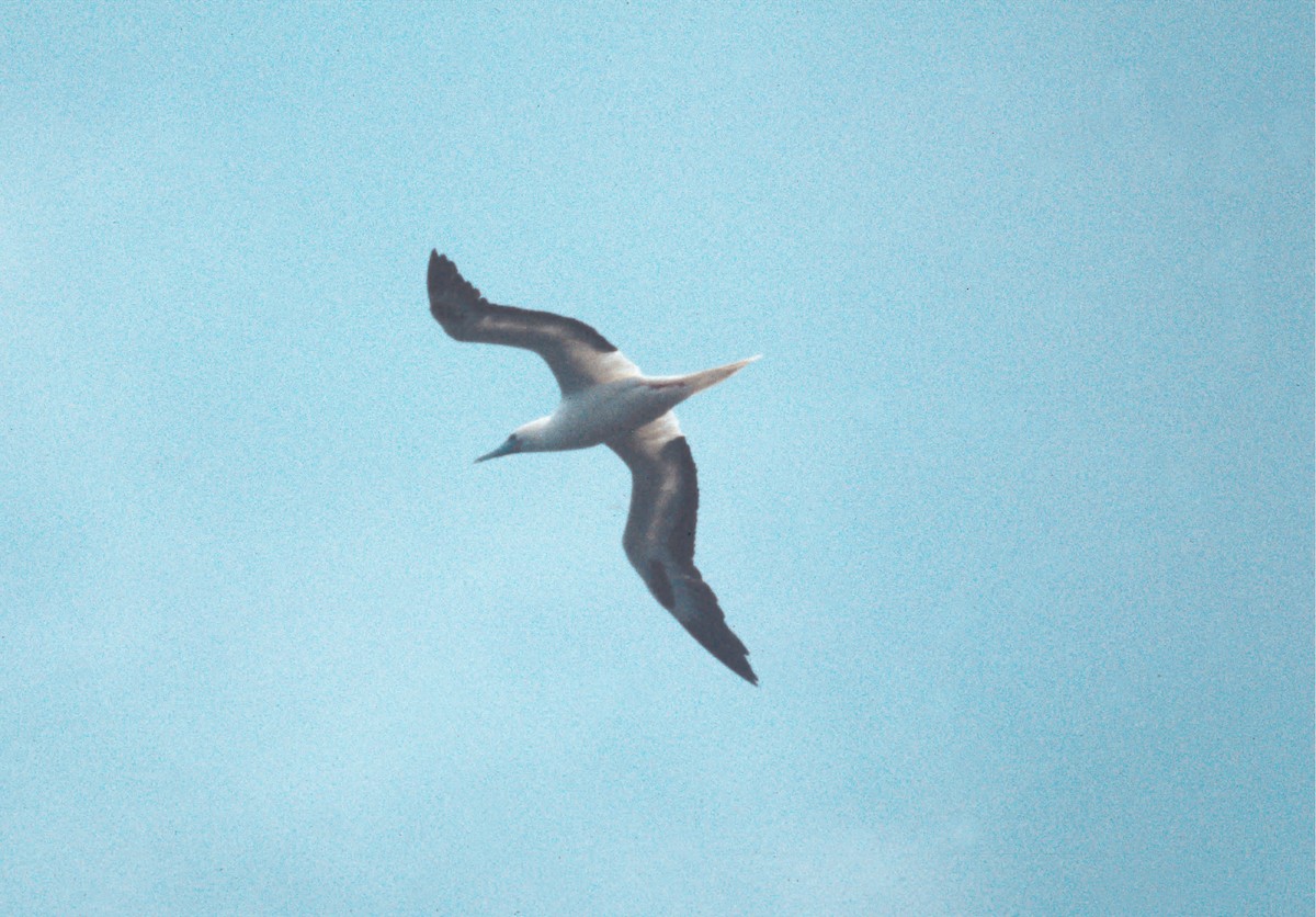 Red-footed Booby - ML647768120