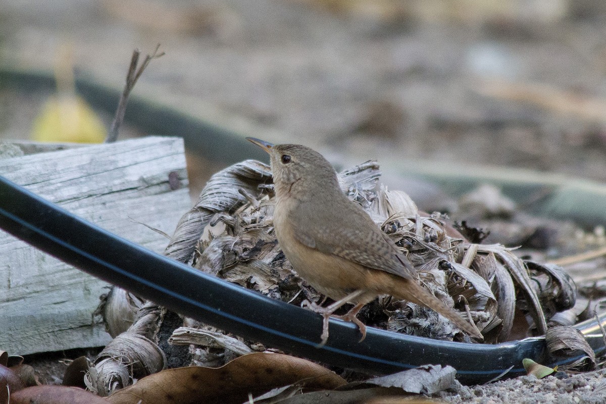 Southern House Wren - ML647768121