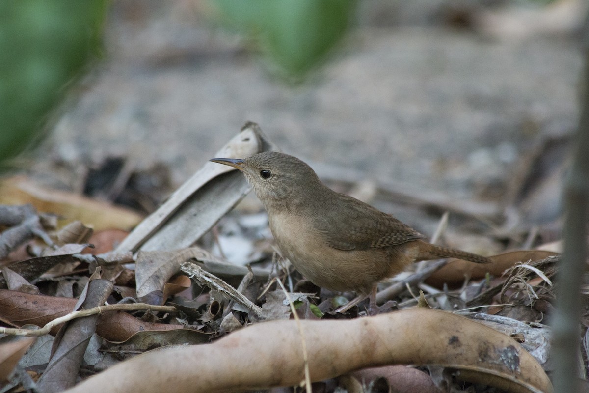 Southern House Wren - ML647768130