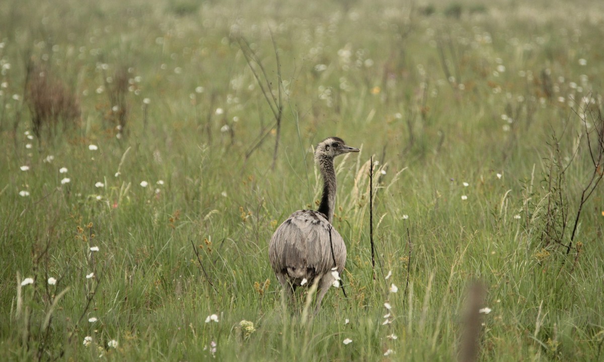 Greater Rhea - ML647768165