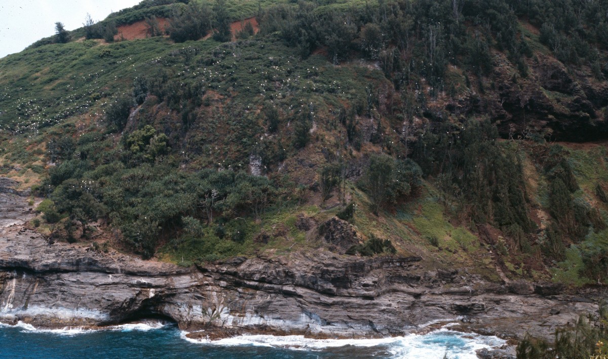 Red-footed Booby - ML647768169