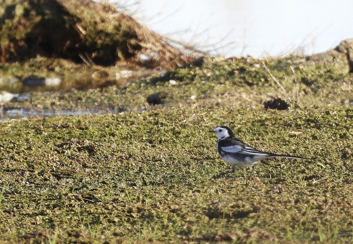 Lavandera Blanca (Enlutada) - ML647768178