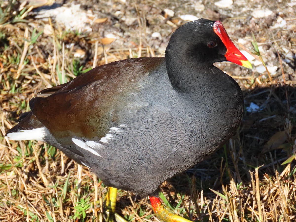 Курочка латиноамериканська - ML647768181