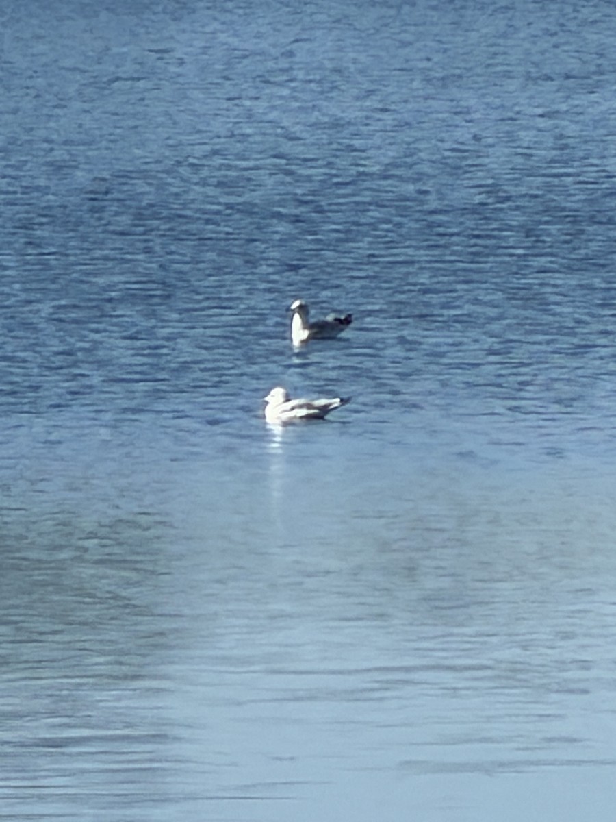 ワライカモメ - ML647768209