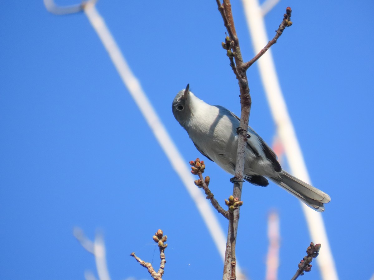 Blue-gray Gnatcatcher - ML647768210