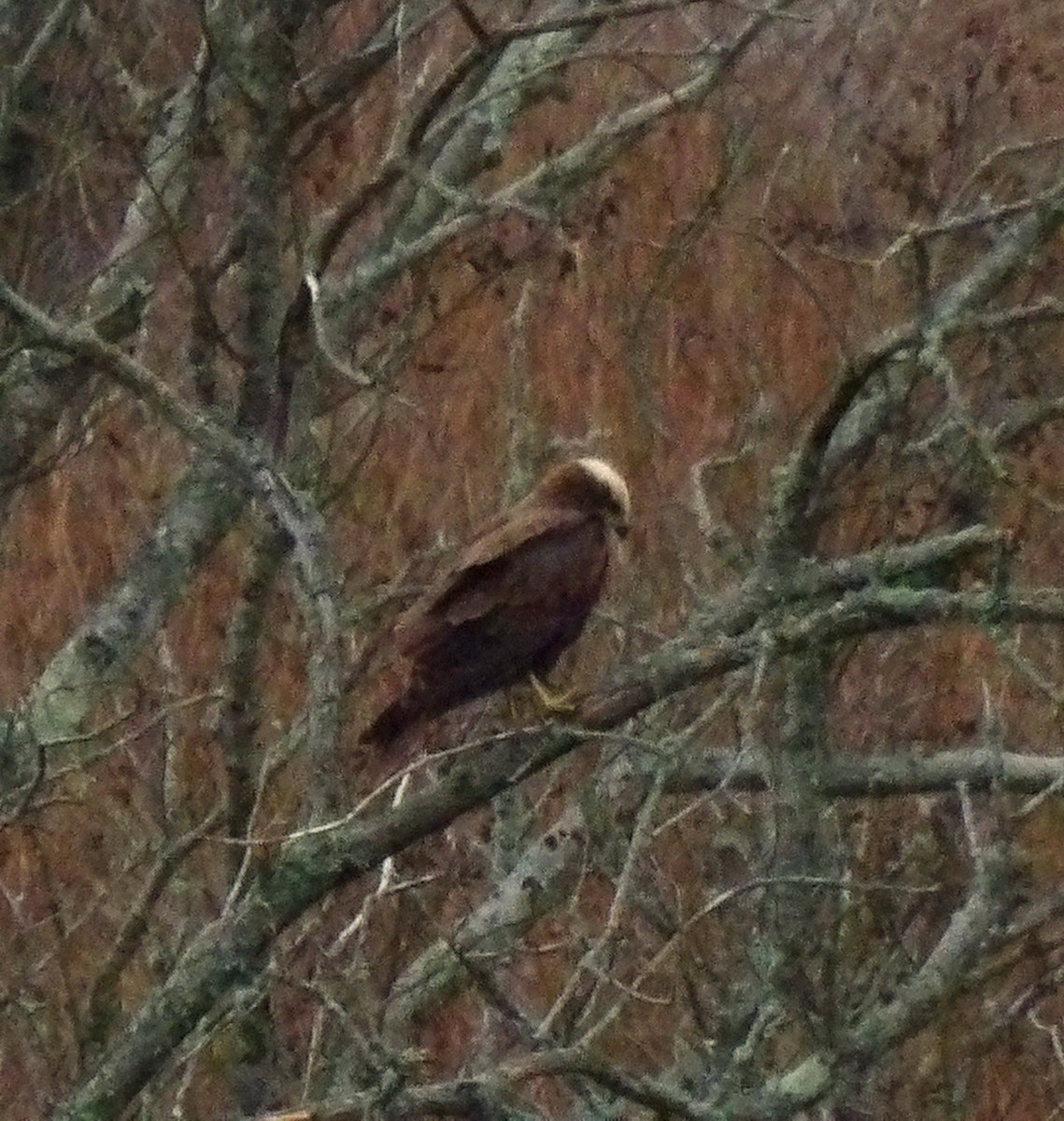 Western Marsh Harrier - ML647768212