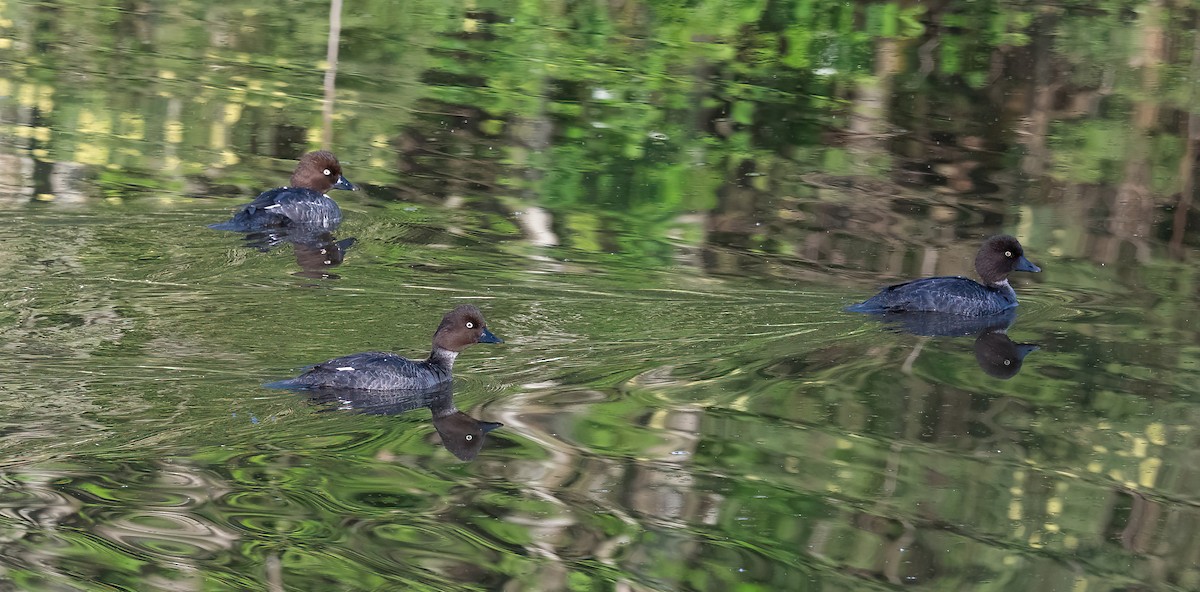עבראש ירוק - ML647768214