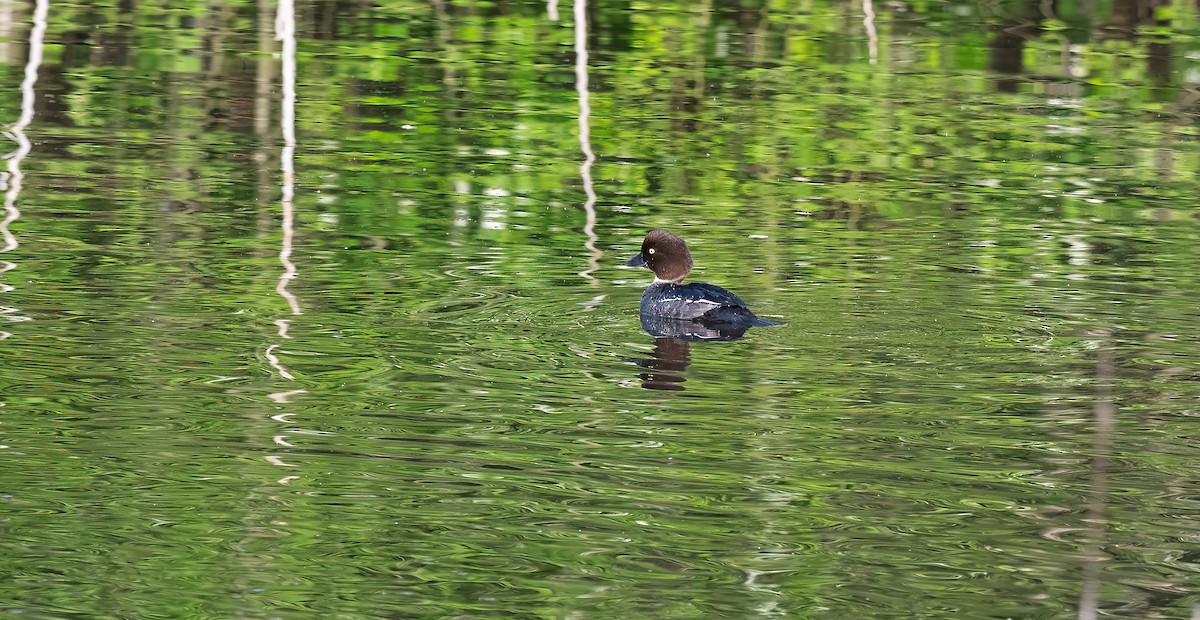 עבראש ירוק - ML647768221