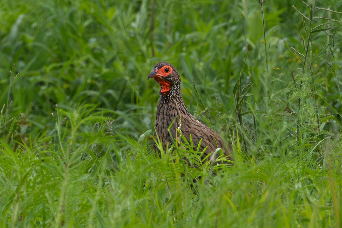Swainson's Spurfowl - ML647768222