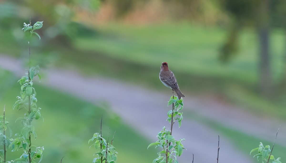 ורדית אירופית - ML647768227