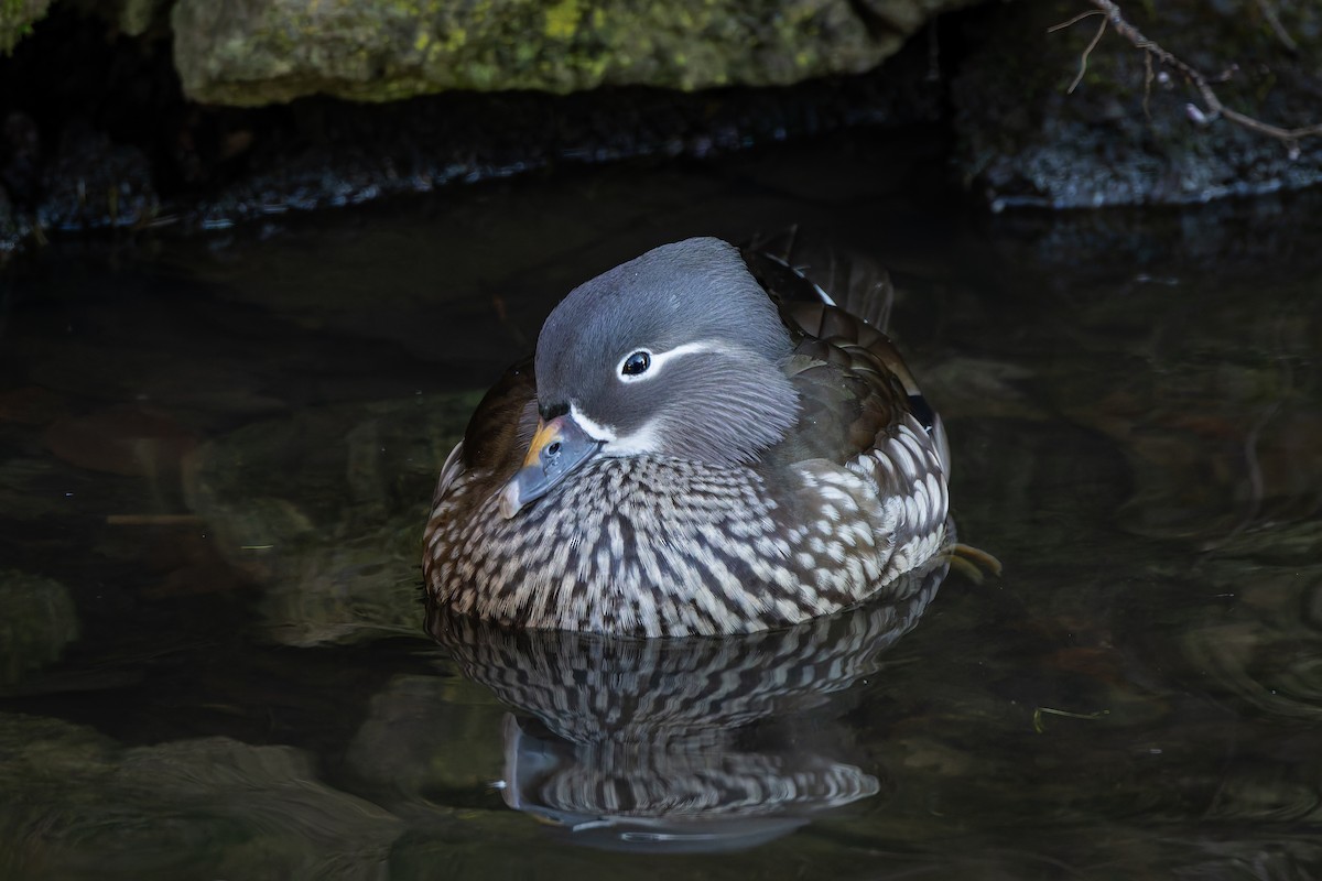 Mandarin Duck - ML647768228