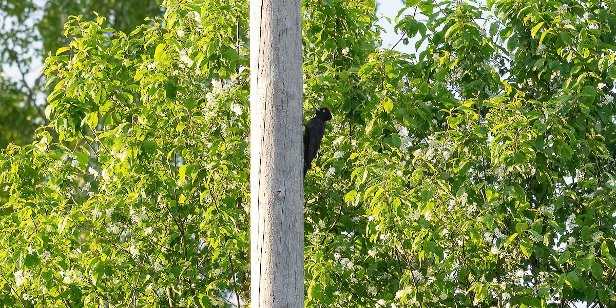 נקר שחור - ML647768231