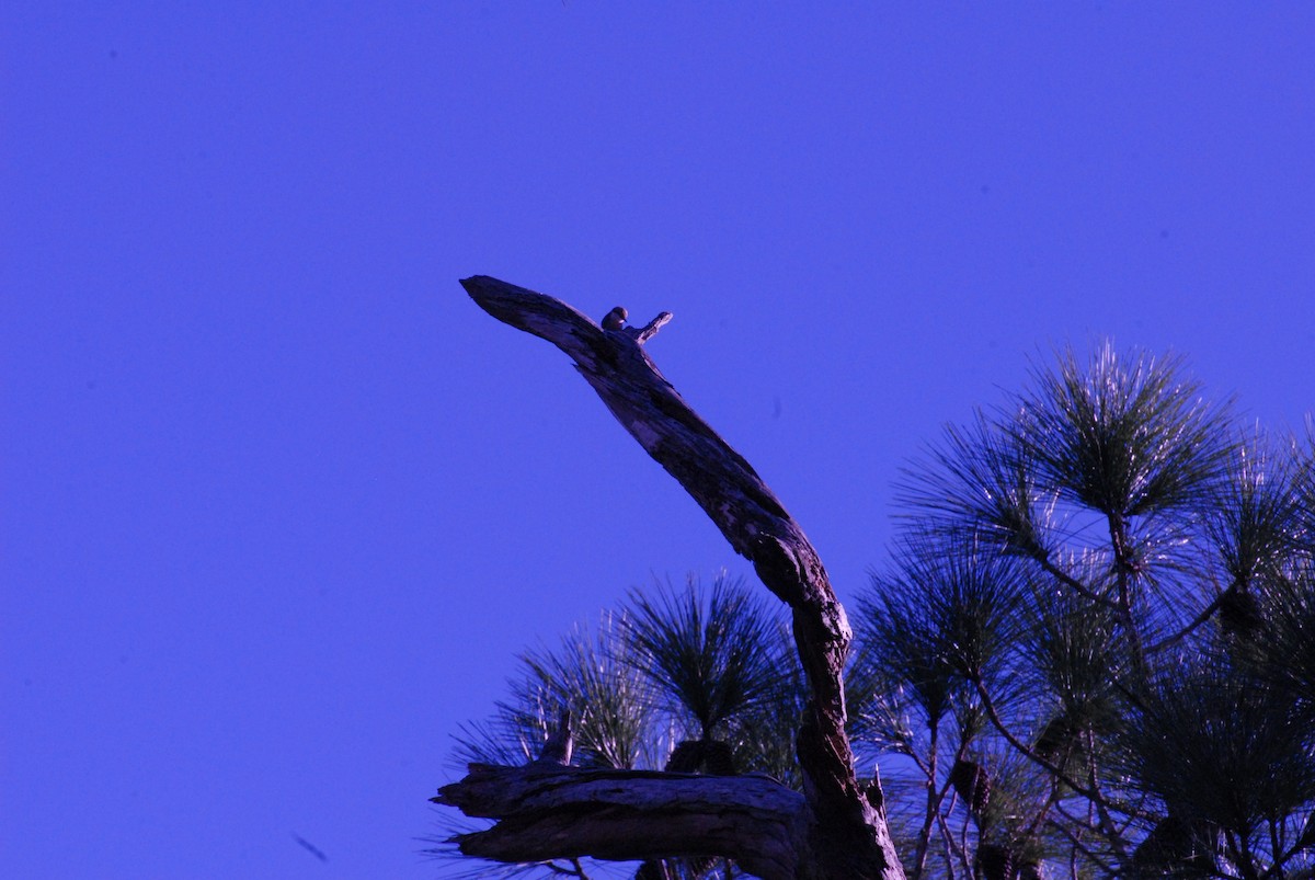 Brown-headed Nuthatch - ML647768235