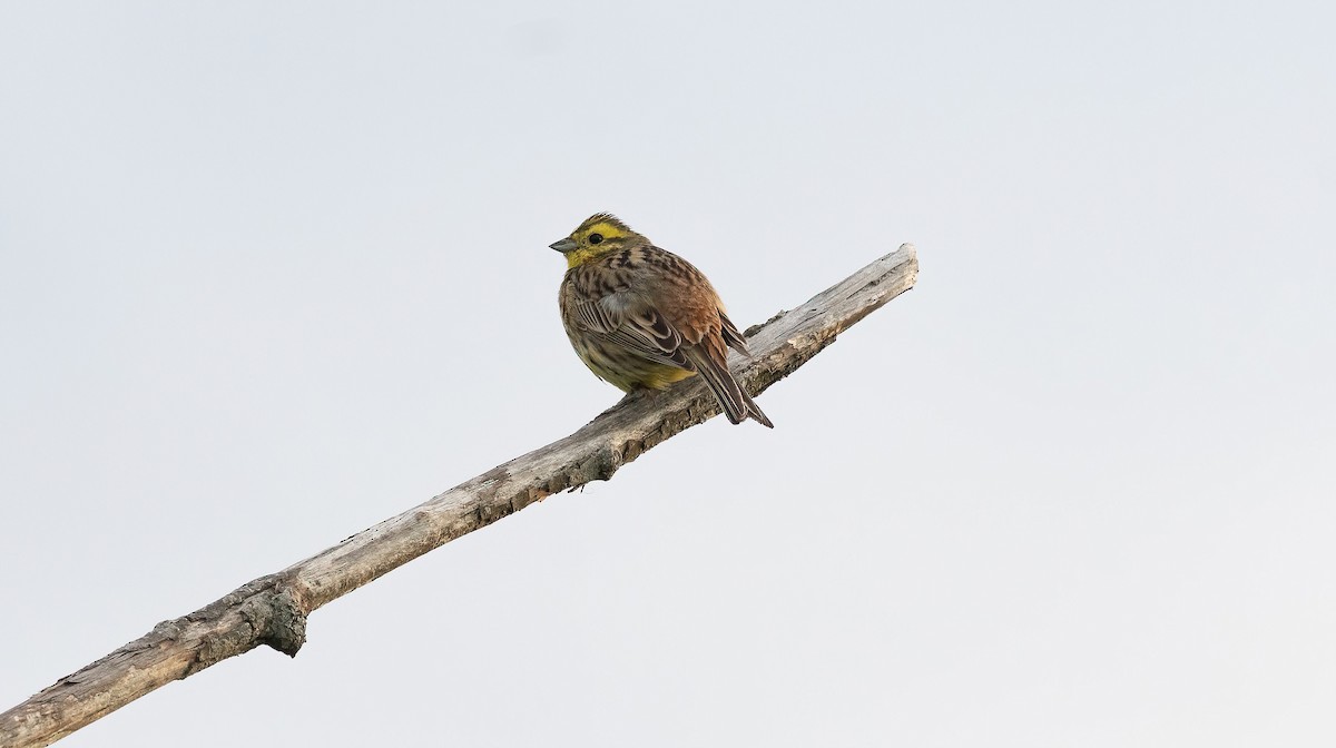 גיבתון צהוב - ML647768236