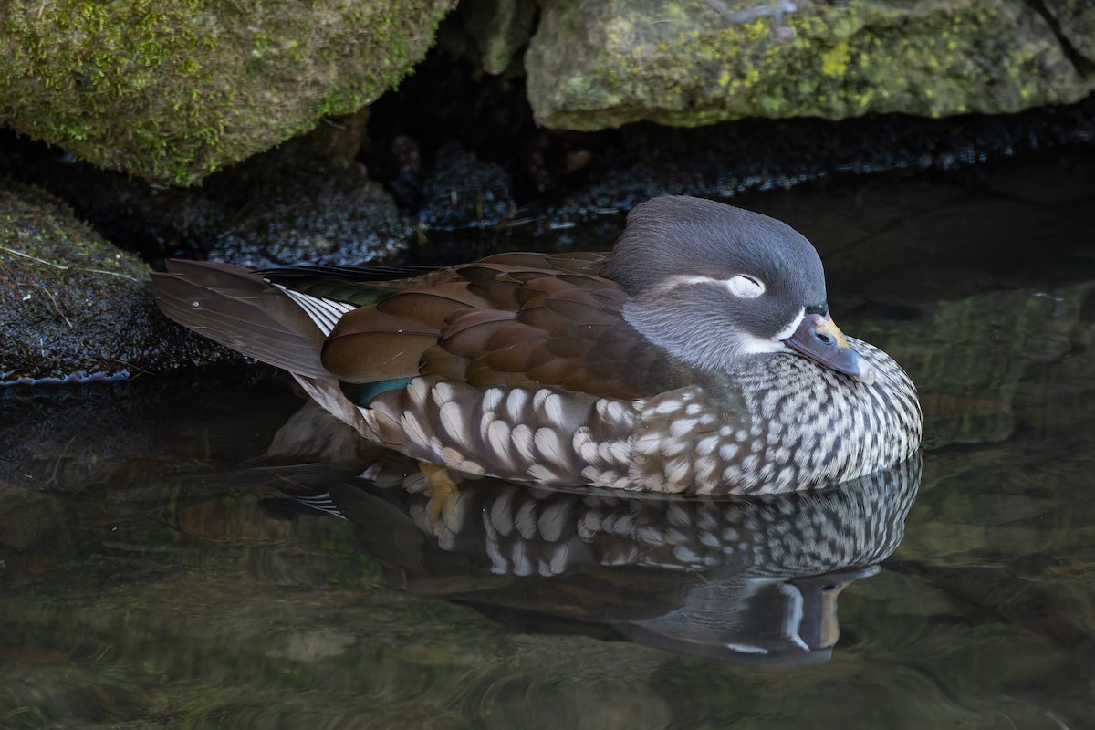 Mandarin Duck - ML647768249
