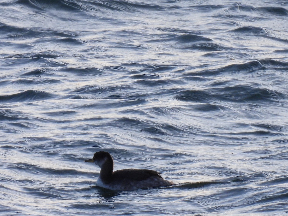 Red-necked Grebe - ML647768258