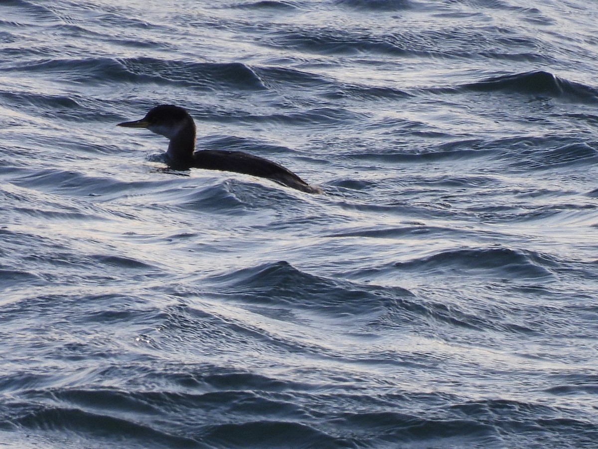 Red-necked Grebe - ML647768259