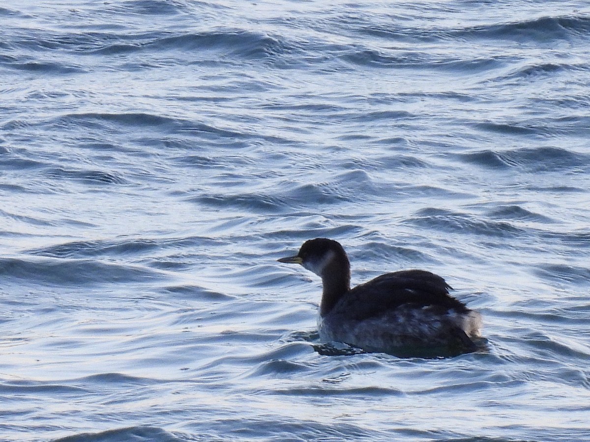 Red-necked Grebe - ML647768267