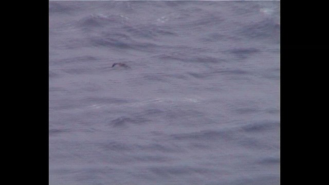 Bannerman's Shearwater - ML647768272