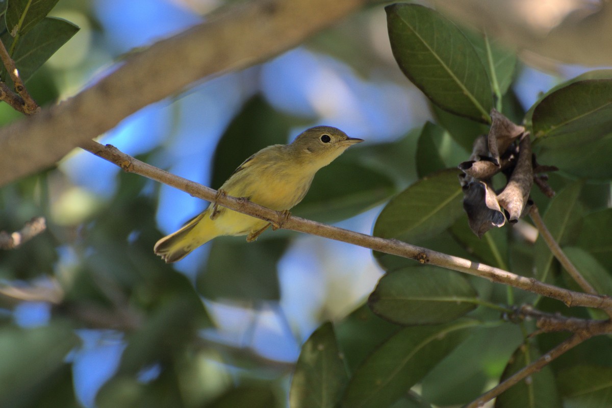 Northern Yellow Warbler - ML647768283